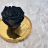 Rare Black Goblet Rose - Flowerwali